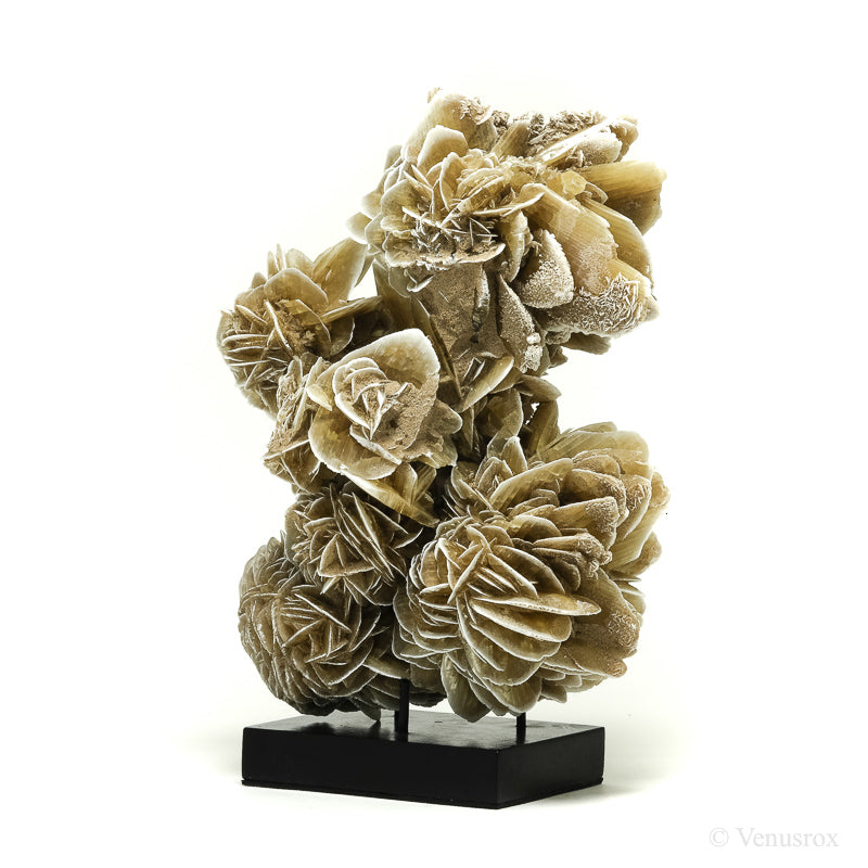 Desert Rose Natural Cluster from Mexico mounted on a stand | Venusrox