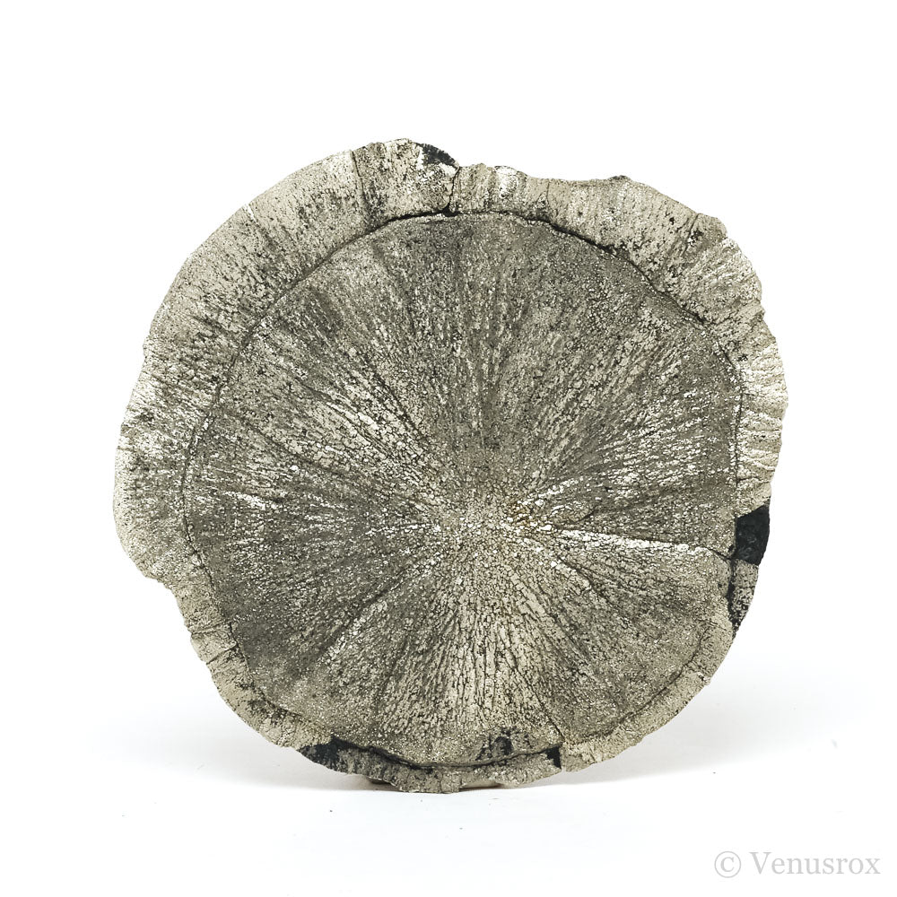 Pyrite Sun from Sparta, Randolph Co., Illinois, USA | Venusrox