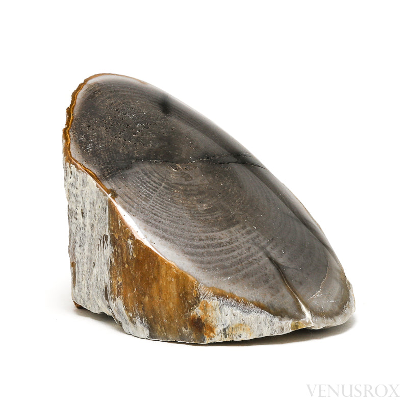 Petrified Wood Polished/Natural Crystal from Vantage, Washington State, USA | Venusrox