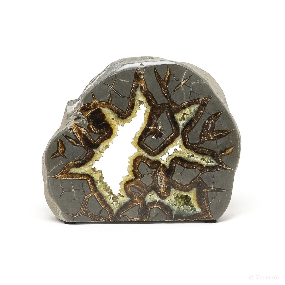 Septarian Geode Part Polished/Part Natural Slice from Utah, USA | Venusrox