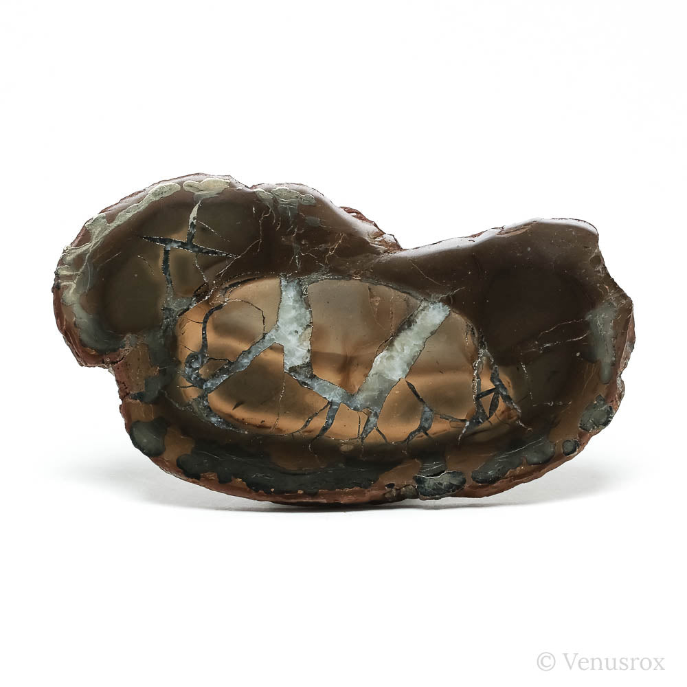 Septarian with Pyrite Part Polished/Part Natural Crystal from Vöhrum, Germany | Venusrox