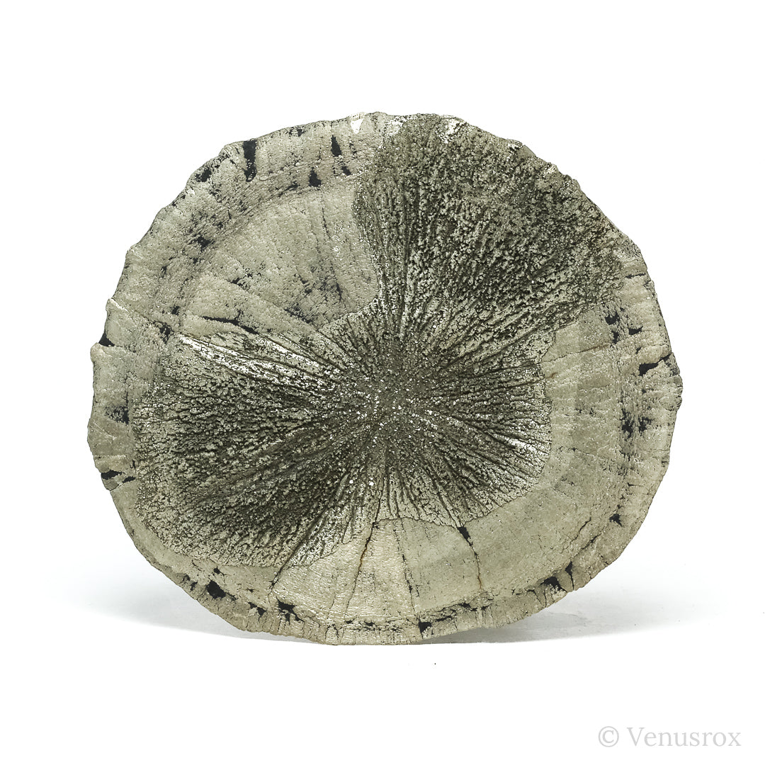 Pyrite Sun from Sparta, Randolph Co., Illinois, USA | Venusrox
