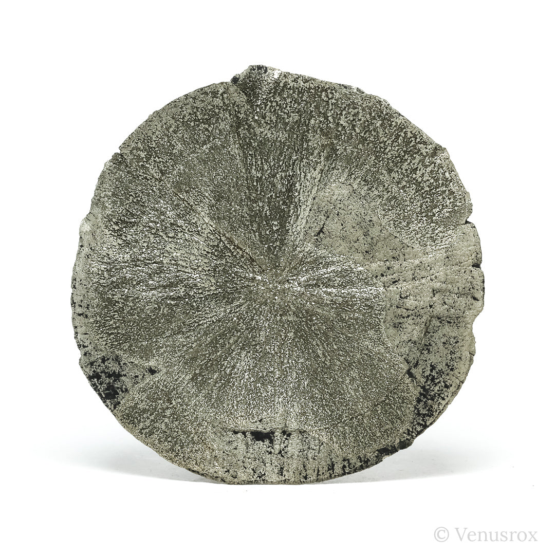 Pyrite Sun from Sparta, Randolph Co., Illinois, USA | Venusrox