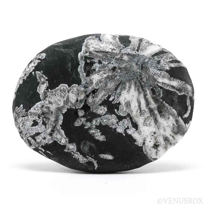Chrysanthemum Stone from China | Venusrox