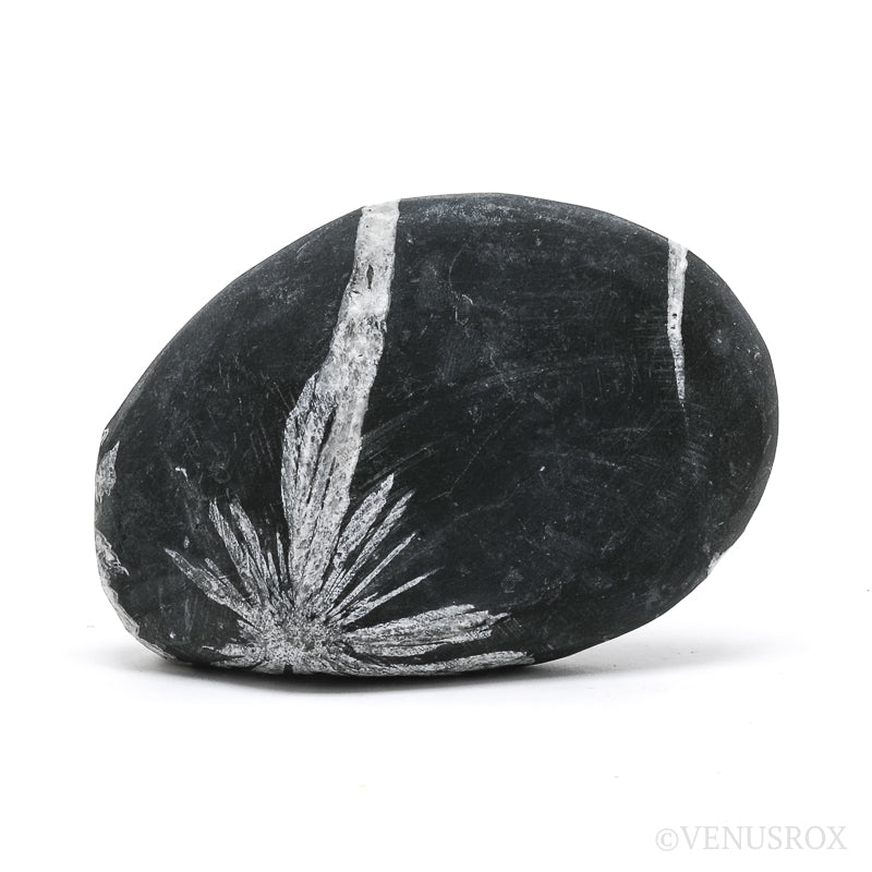 Chrysanthemum Stone from China | Venusrox