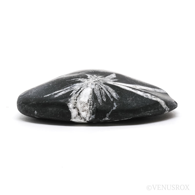 Chrysanthemum Stone from China | Venusrox