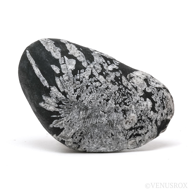 Chrysanthemum Stone from China | Venusrox
