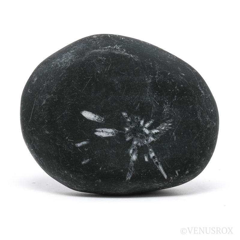 Chrysanthemum Stone from China | Venusrox