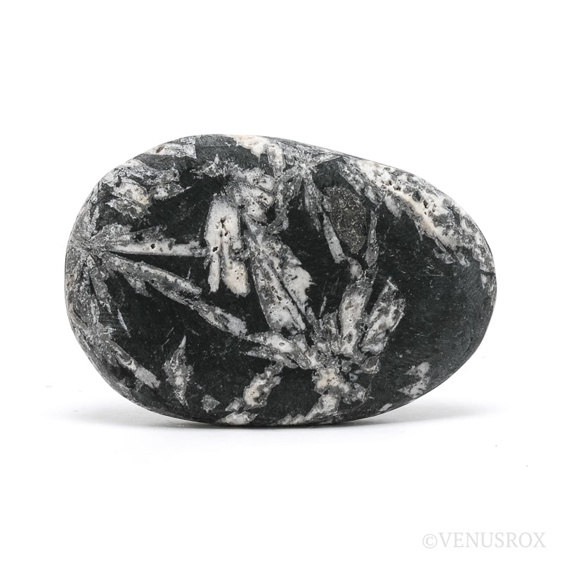 Chrysanthemum Stone from China | Venusrox