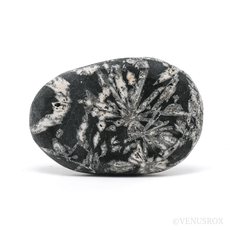 Chrysanthemum Stone from China | Venusrox