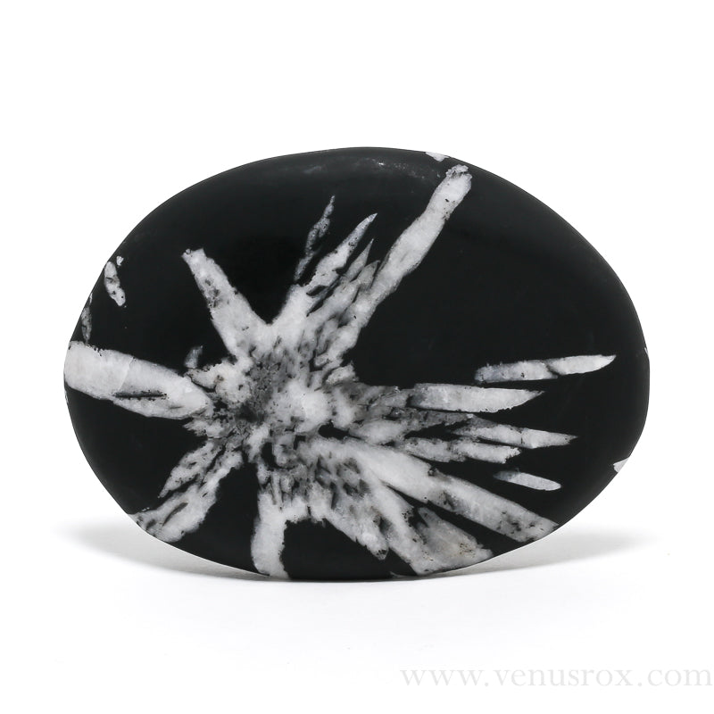 Chrysanthemum Stone | Venusrox