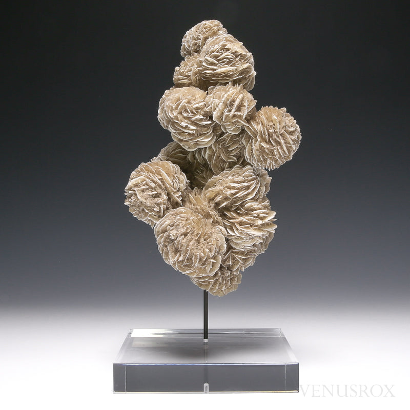 Desert Rose | Venusrox