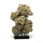 Desert Rose Natural Cluster from Mexico mounted on a stand | Venusrox