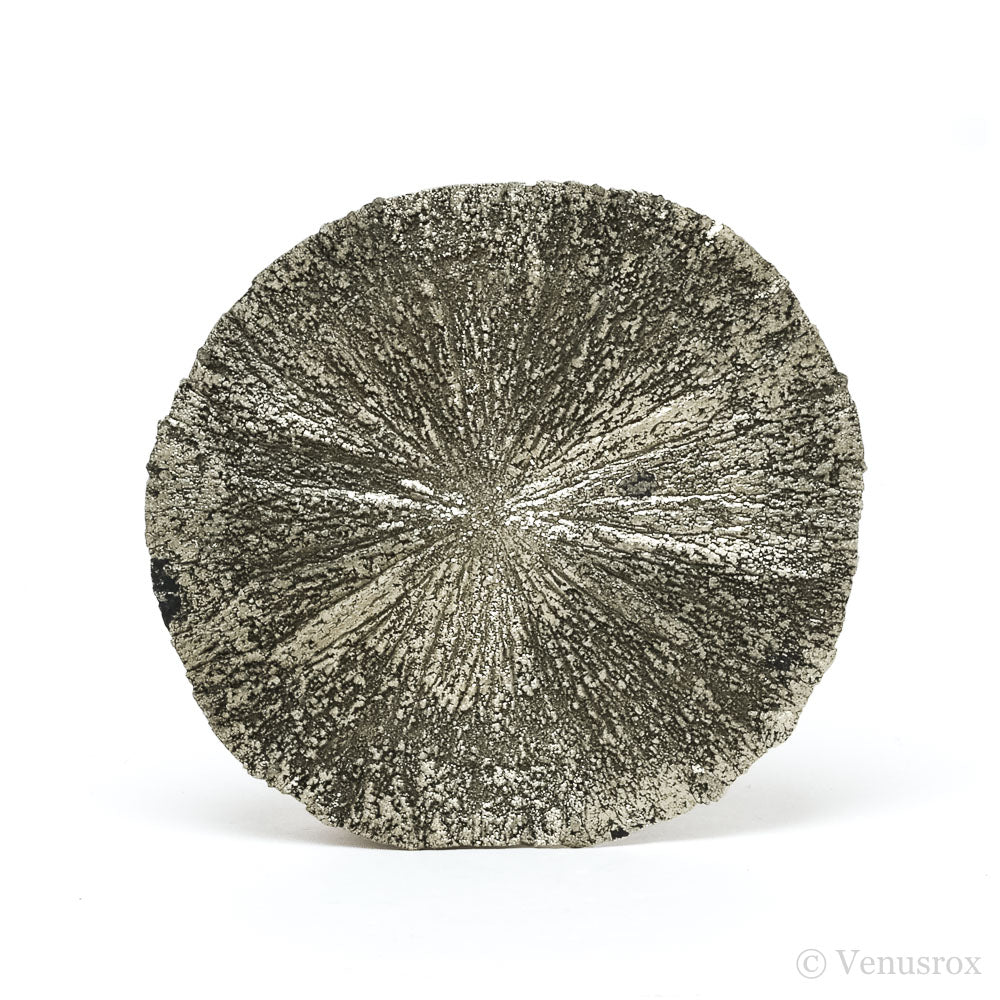 Pyrite Sun from Sparta, Randolph Co., Illinois, USA | Venusrox