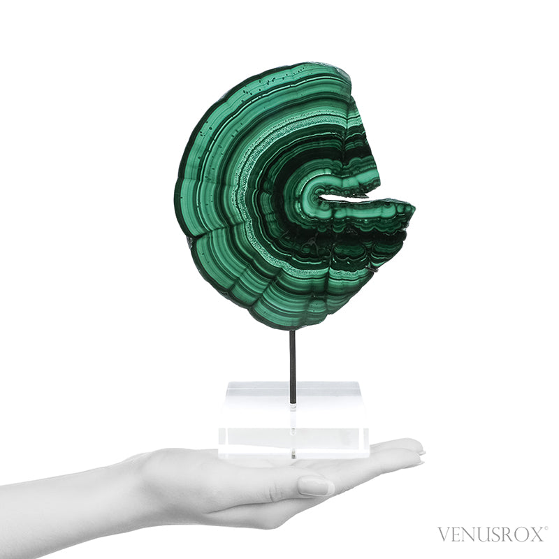 Malachite Polished Slice from the Democratic Republic of the Congo, mounted on a bespoke stand | Venusrox