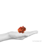 Vanadinite on Barite Natural Specimen from Mibladen, Midelt, Meknes-Tafilalet Region, Morocco | Venusrox