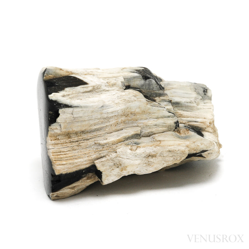 Petrified Wood Polished/Natural Crystal from Snake River, Idaho, USA| Venusrox