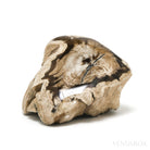 Petrified Wood Polished/Natural Crystal from Vantage, Washington State, USA | Venusrox