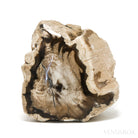 Petrified Wood Polished/Natural Crystal from Vantage, Washington State, USA | Venusrox