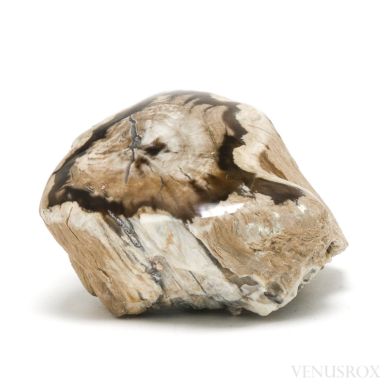 Petrified Wood Polished/Natural Crystal from Vantage, Washington State, USA | Venusrox