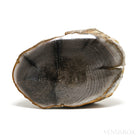 Petrified Wood Polished/Natural Crystal from Vantage, Washington State, USA | Venusrox