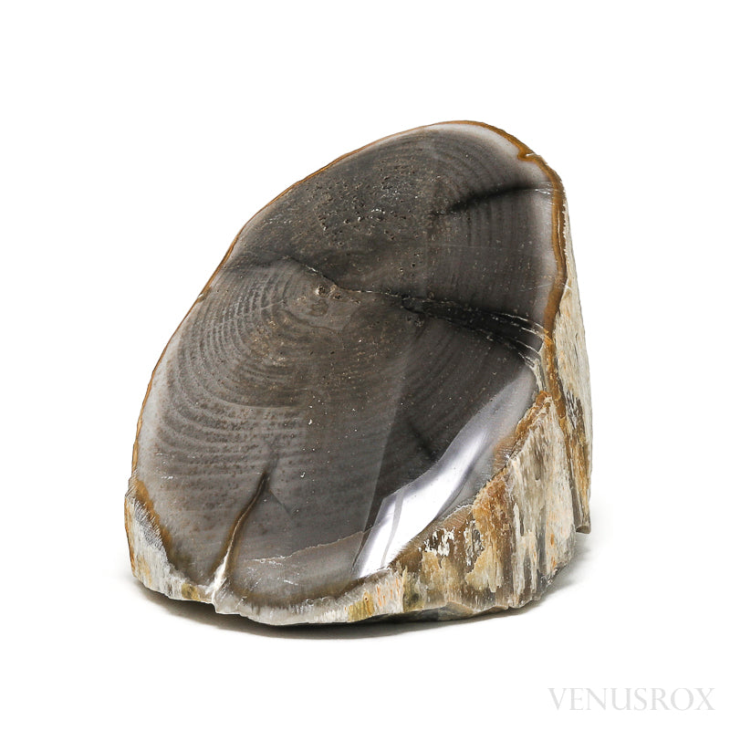 Petrified Wood Polished/Natural Crystal from Vantage, Washington State, USA | Venusrox