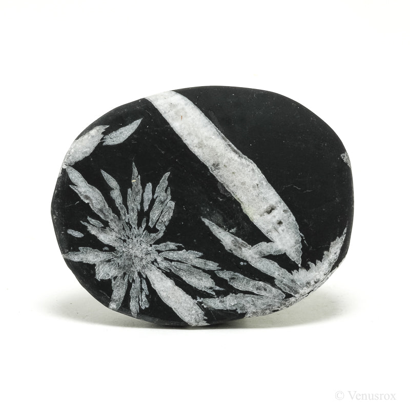 Chrysanthemum Stone from China | Venusrox