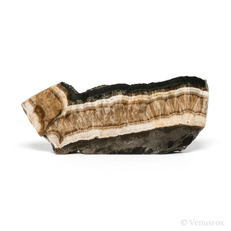 Barite with Marcasite Part Polished/Part Natural Crystal from the Lubin Mine, Silezia, Poland | Venusrox