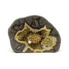 Septarian Geode Part Polished/Part Natural Slice from Utah, USA | Venusrox