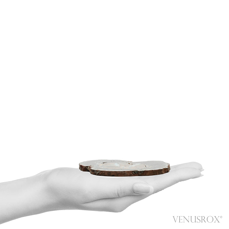 Septarian with Pyrite Part Polished/Part Natural Crystal from Vöhrum, Germany | Venusrox