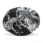 Chrysanthemum Stone from China | Venusrox