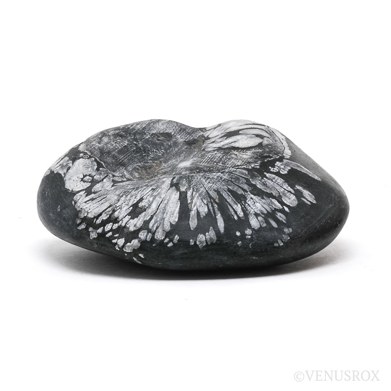 Chrysanthemum Stone from China | Venusrox