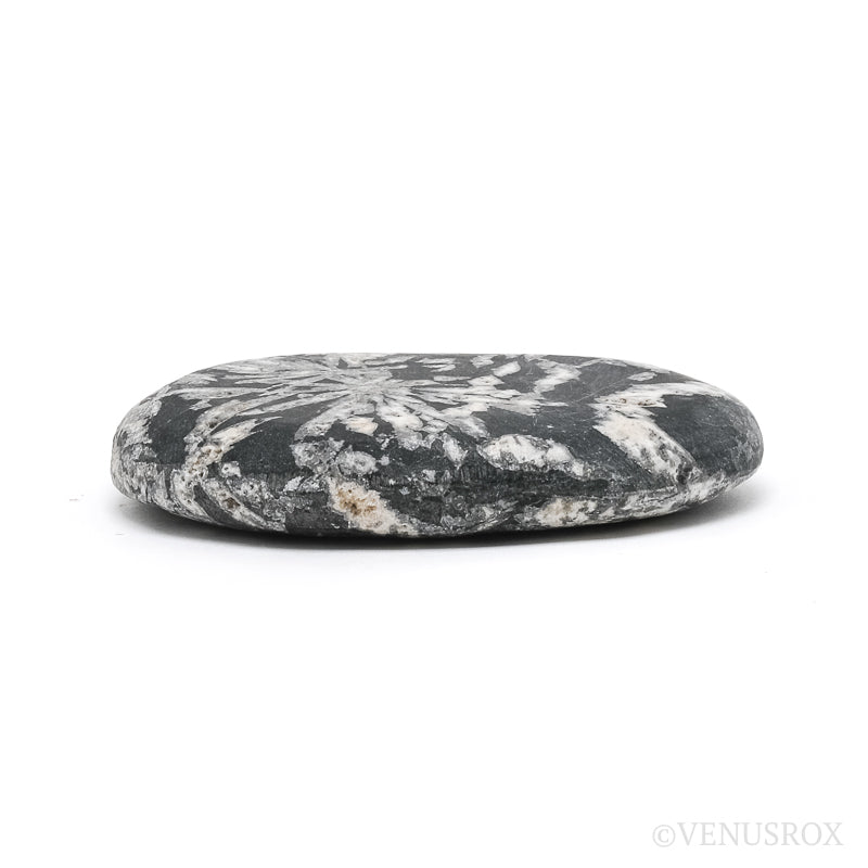Chrysanthemum Stone from China | Venusrox
