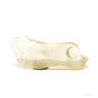 Libyan Gold Tektite from the Libyan/Egyptian Border, Sahara Desert | Venusrox