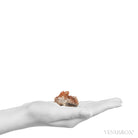 Ferruginous (Red) Quartz Natural Cluster from Tinejdad, Errachidia Province, Drâa-Tafilalet Region, Morocco | Venusrox