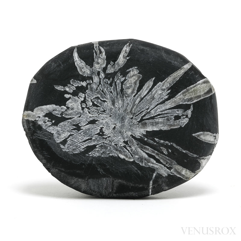 Chrysanthemum Stone from China | Venusrox