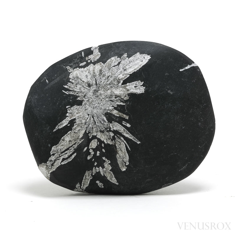 Chrysanthemum Stone from China | Venusrox