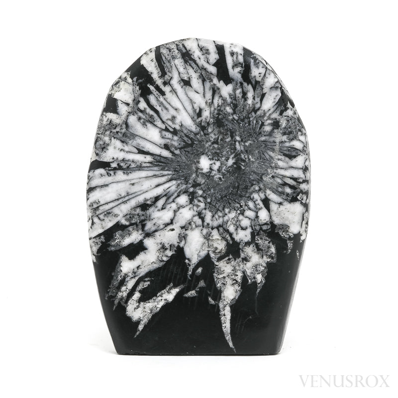 Chrysanthemum Stone from China | Venusrox