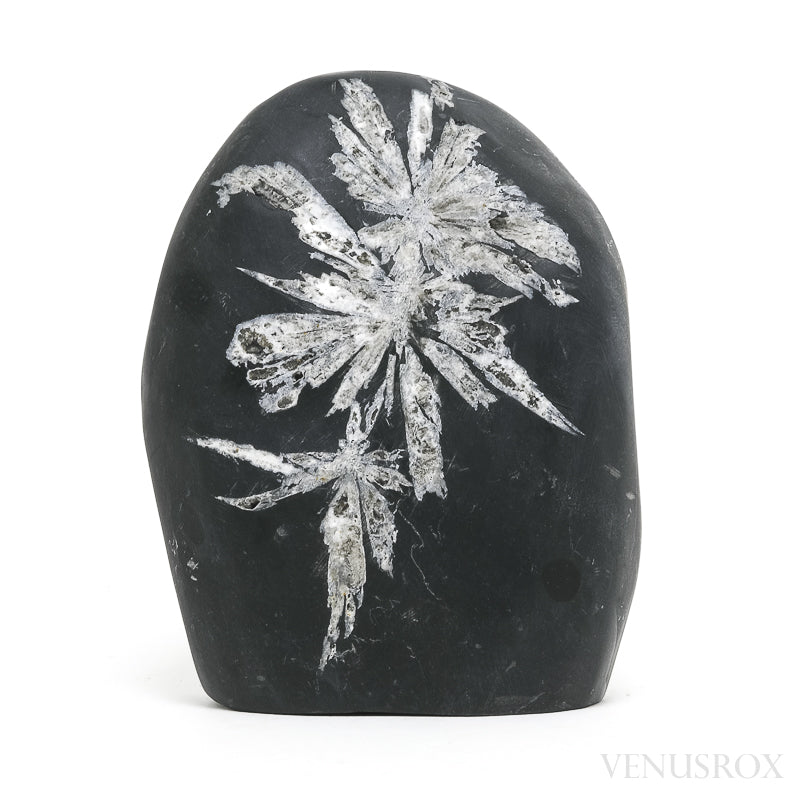 Chrysanthemum Stone from China | Venusrox