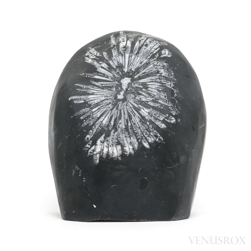 Chrysanthemum Stone from China | Venusrox