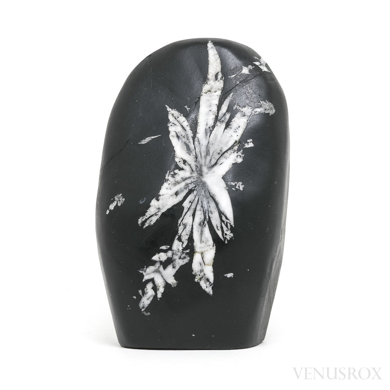 Chrysanthemum Stone from China | Venusrox