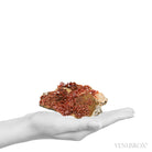 Vanadinite on Matrix Natural Cluster from Mibladen, Midelt, Meknes-Tafilalet Region, Morocco | Venusrox