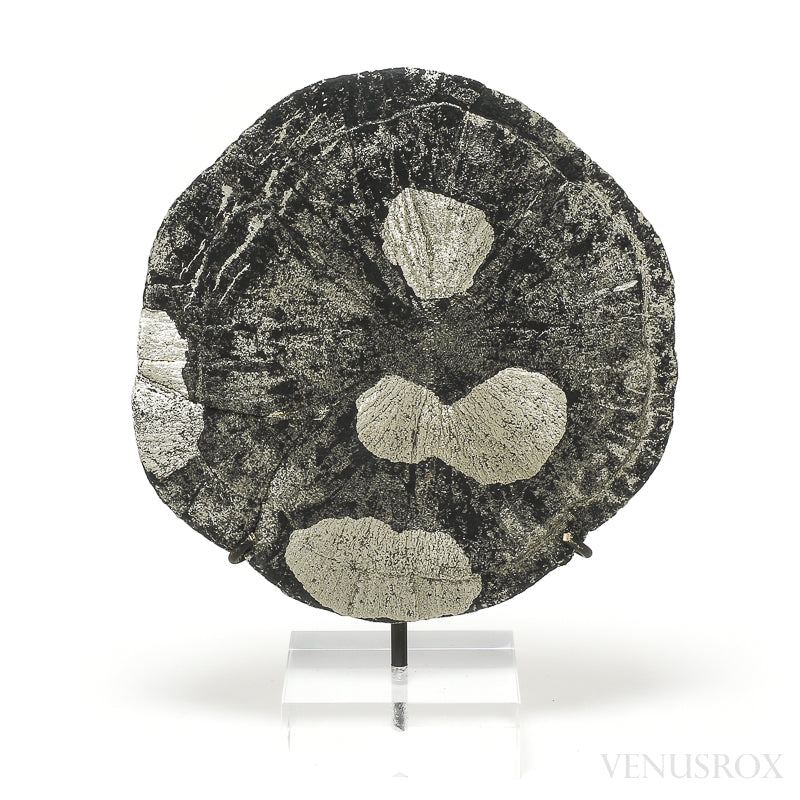 Pyrite Sun from Sparta, Randolph Co., Illinois, USA mounted on a bespoke stand | Venusrox