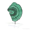 Malachite Polished Slice from the Democratic Republic of the Congo, mounted on a bespoke stand | Venusrox