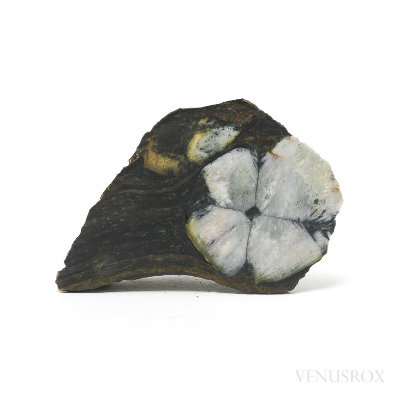 Chiastolite/Andalusite Polished/Natural Crystal from Boal, Asturias, Spain | Venusrox