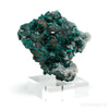Dioptase with Calcite on Matrix Natural Cluster from Renéville, Kindanba District, Pool Department, Demacratic Republic of the Congo mounted on a bespoke stand | Venusrox