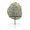 Natural Pyrite Half Nodule from Le Mans, Sarthe, France mounted on a bespoke stand | Venusrox