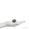 Size Illustration | Cavansite in Matrix Part Polished/Part Natural Crystal from India | Venusrox