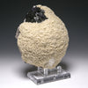 Fluorite on Barite Natural Crystal from the Elmwood Mine, Tennessee, USA | Venusrox